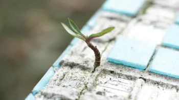 Small green sprout growing through cracked tile, symbolizing resilience and strength in adversity
