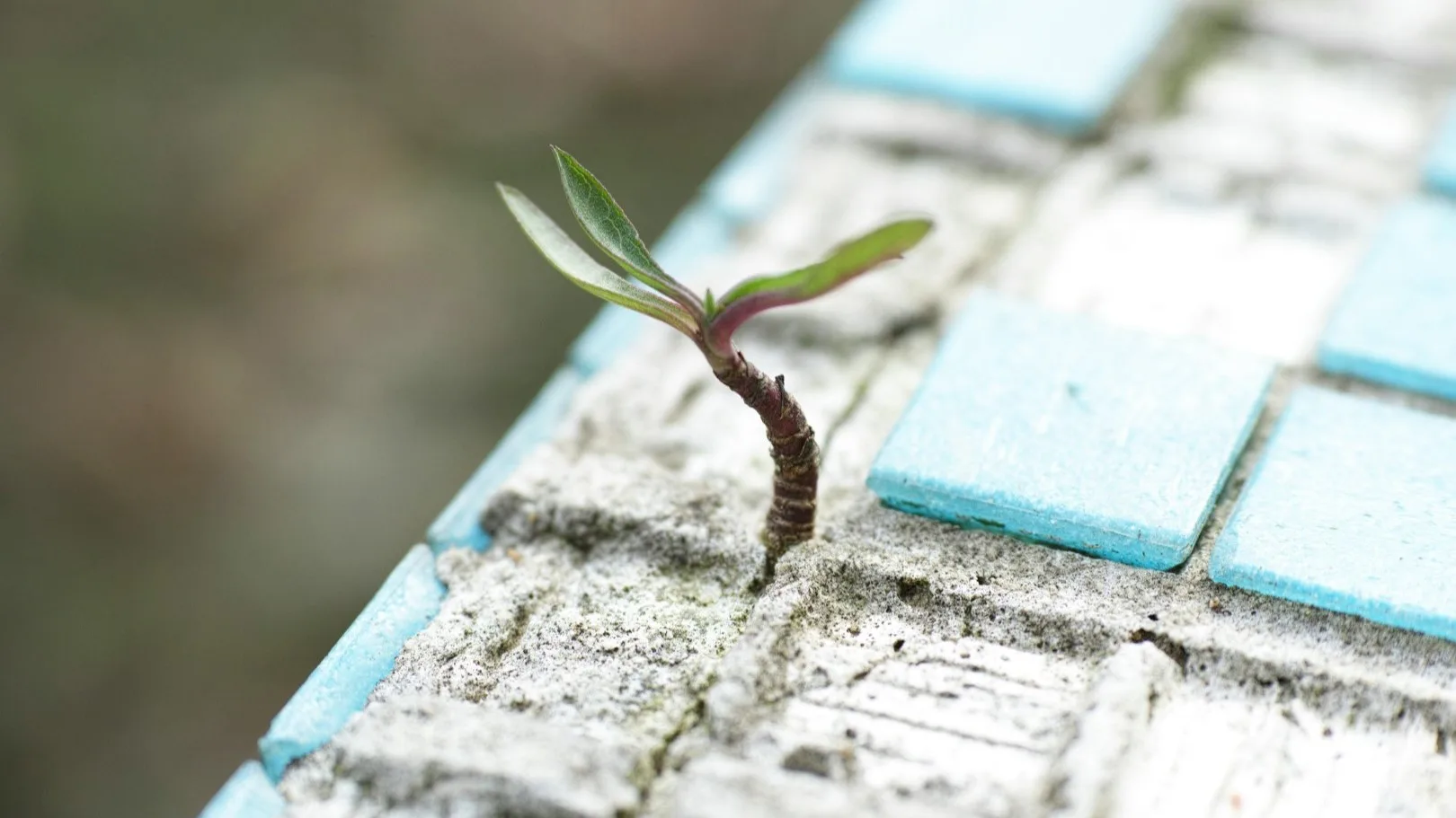 Small green sprout growing through cracked tile, symbolizing resilience and strength in adversity