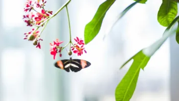 A butterfly hanging from a pink flower, symbolizing transformation and letting go