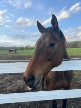 Close-up of Missy, a brown therapy horse standing behind a white fence on a sunny day